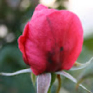 Meet your Posher, Dina